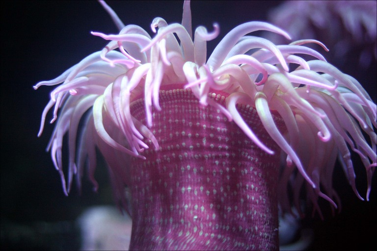 sea-anemone-41.jpg